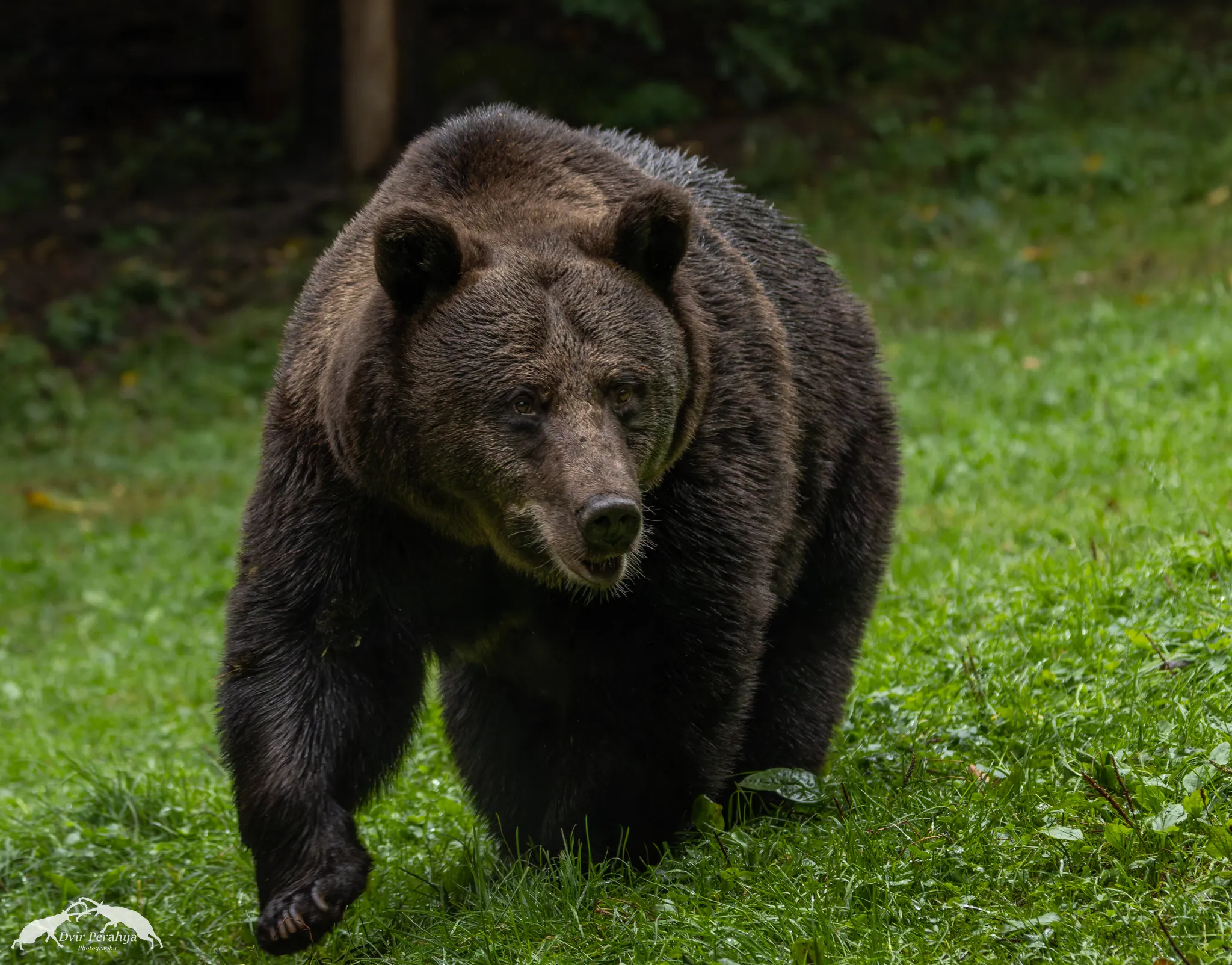 A Nubian Ibex standing on a cliff
